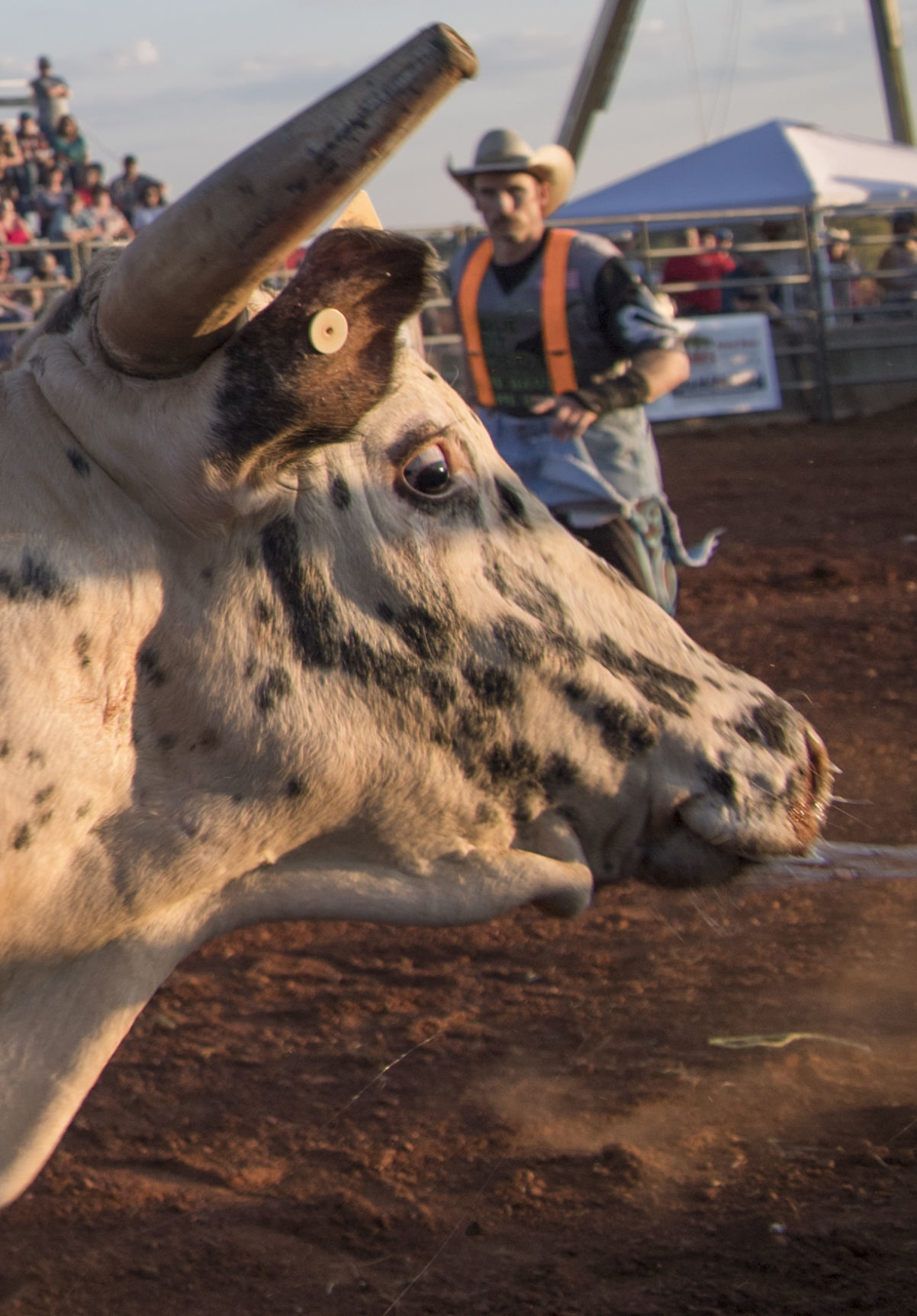 Rodeo 8
